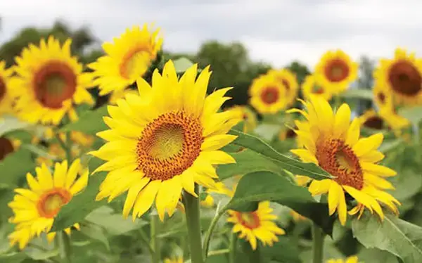 সূর্যমুখী ফুলের রহস্য: সূর্যের প্রতি ফুলের অদ্ভুত আনুগত্য