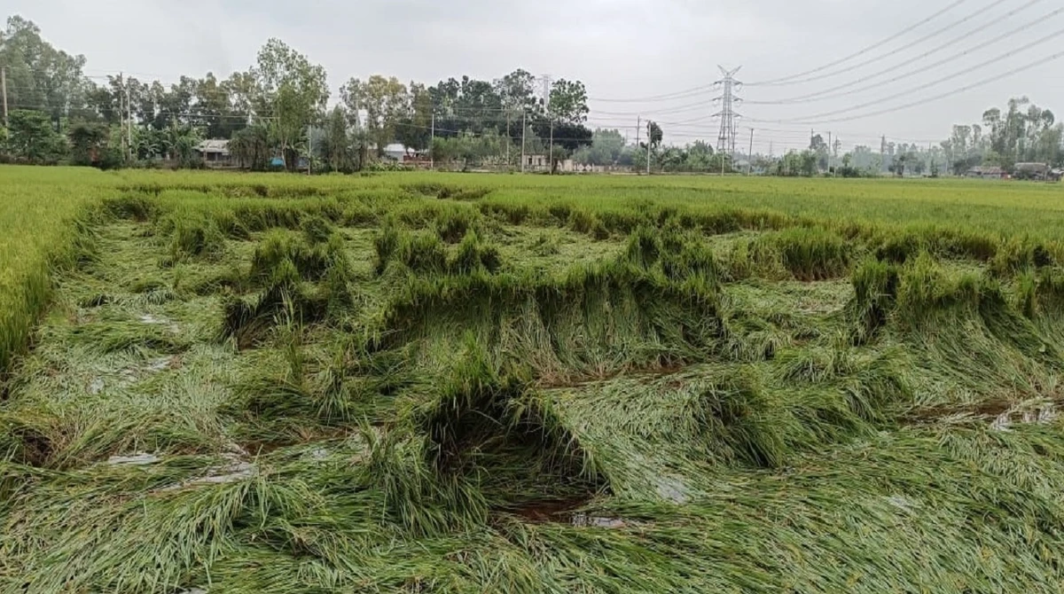 ঠাকুরগাঁওয়ে টানা বৃষ্টিতে ফসলের ব্যাপক ক্ষতি,বিপাকে কৃষকরা
