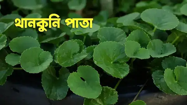 কেন খাবেন থানকুনি পাতা? জেনে নিন  উপকারিতা ও অপকারিতা
