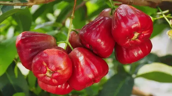 Rose Apple Benefits: লোভনীয় সব ফলের ভিড়ে অবহেলিত অমূল্য রত্ন যা বেশির ভাগ মানুষ অবহেলা করে