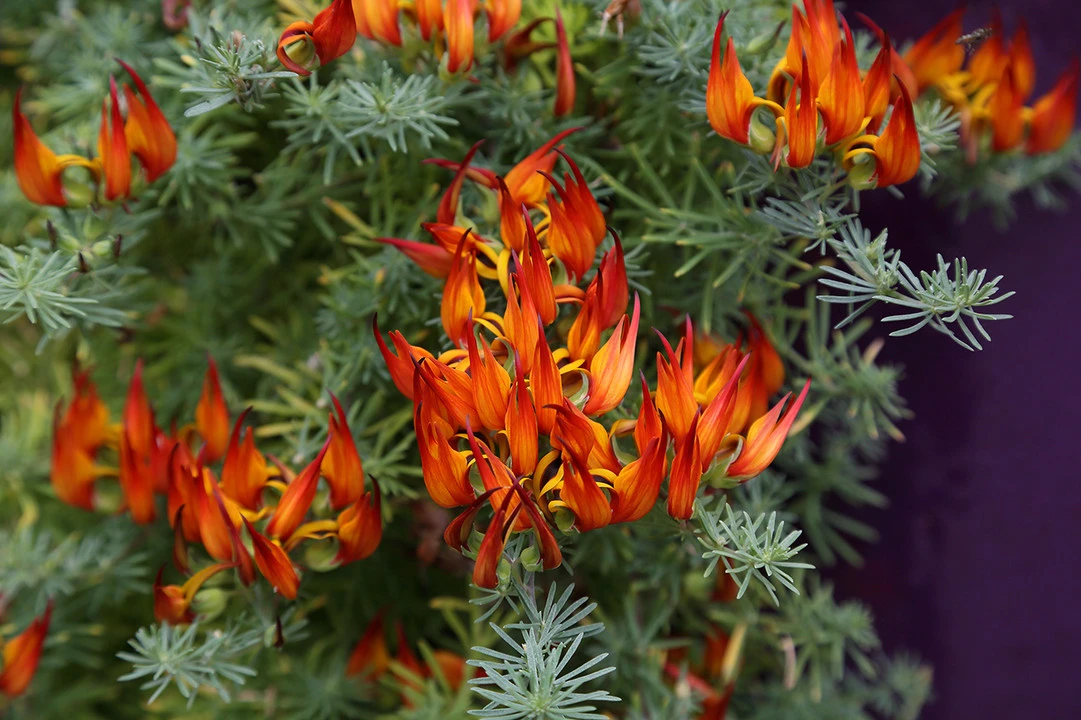 নিউজিল্যান্ডের লাল টিয়ার আকৃতির বিরল ফুলের বিলুপ্তি নিয়ে বিজ্ঞানীদের সতর্কবার্তা!