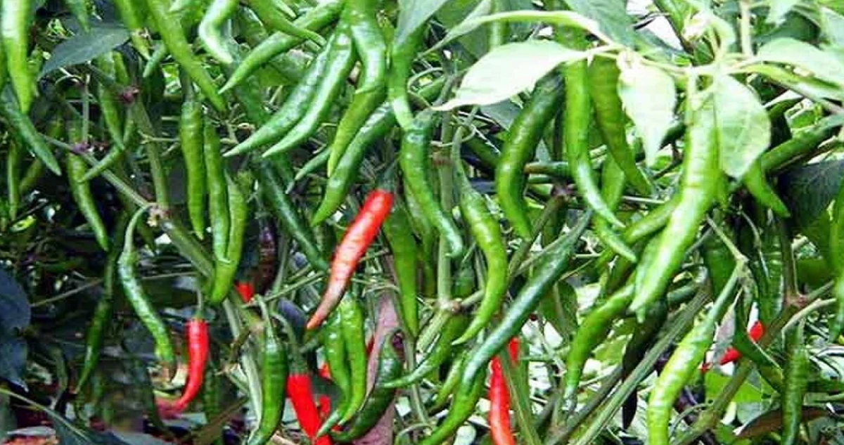 বারান্দার টবেই মরিচ চাষে মাস্টার হোন—সহজ টিপস যা কেউ বলে না!