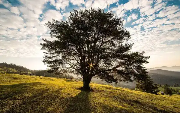 পত্রিকা