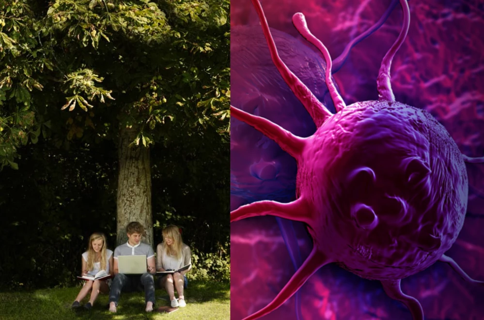 গাছের নিচে বসা যেভাবে ক্যান্সারের ঝুঁকি কমাতে পারে? জানুন বায়োফিলিয়া থিওরির রহস্য!