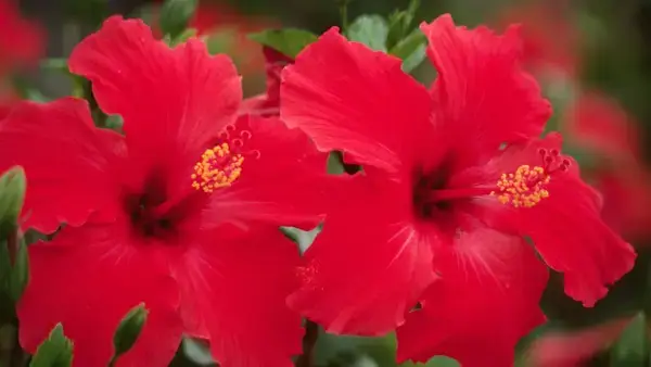 পত্রিকা
